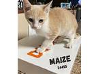 Maize - $55 Adoption Fee Domestic Shorthair Kitten Male
