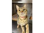 Lola Domestic Shorthair Adult Female