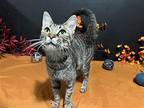 Lucky Domestic Shorthair Young Female