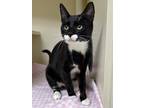 Patty Domestic Shorthair Young Female