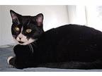 DOMINO Domestic Shorthair Kitten Male