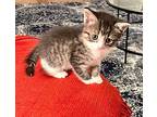 Pip Domestic Shorthair Kitten Female