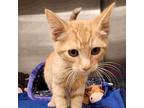 Geovanni Domestic Shorthair Young Male