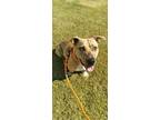 LL Cool J* Mixed Breed (Large) Adult Male
