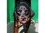 Banks Rottweiler Young Male