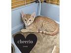 Cheerio Domestic Shorthair Kitten Female