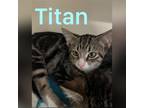 Titan Domestic Shorthair Young Male
