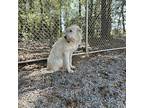 Billy Great Pyrenees Young Female