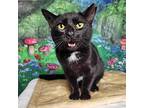 Fernando Domestic Shorthair Adult Male