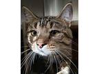 Tigra Domestic Shorthair Young Male