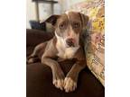 Stormy American Pit Bull Terrier Adult Female