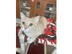 Benny Domestic Shorthair Young Female