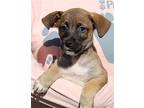 Smith 38451 Black Mouth Cur Puppy Male