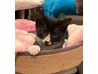 Snickers Domestic Shorthair Kitten Female