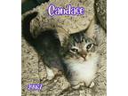 Candace - $55 Adoption Fee Special Domestic Longhair Kitten Female
