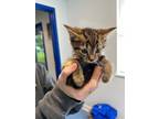 Mimi Domestic Shorthair Young Female