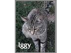 IGGY Domestic Shorthair Young Male