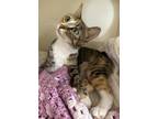 Debbie Domestic Shorthair Young Female