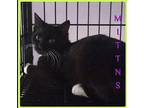 MITTENS Domestic Shorthair Kitten Female