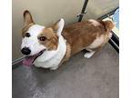 Shorty Pembroke Welsh Corgi Adult Male