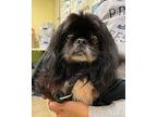 Yogi Pekingese Adult Male