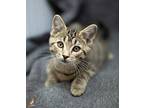 Boots Domestic Shorthair Kitten Male