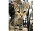 Sage and Wicket Domestic Shorthair Young Female