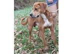 Broughton Redbone Coonhound Adult Male