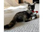 Elvira Domestic Shorthair Kitten Female