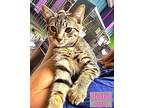 Bestie - $55 Adoption Fee Special Domestic Shorthair Kitten Female