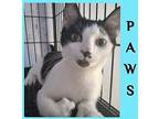PAWS Domestic Shorthair Kitten Male
