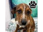 Mikey Mixed Breed (Large) Puppy Male