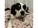 Dolly Border Collie Senior Female