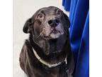 Maisy Labrador Retriever Adult Female