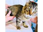 Misty Domestic Shorthair Kitten Female