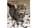 Oliver Domestic Shorthair Adult Male