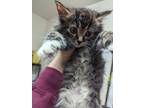 Tamlin Domestic Longhair Young Male