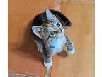 Jiji Domestic Shorthair Kitten Female