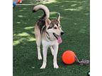 Bowie Husky Adult Male