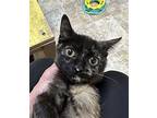 CHICKEN NOODLE Domestic Shorthair Young Female