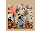Henry Yorkie, Yorkshire Terrier Adult Male