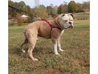 River Olde English Bulldogge Puppy Male