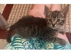 Spice Domestic Shorthair Kitten Male