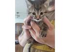 Captain Jack Domestic Shorthair Kitten Male