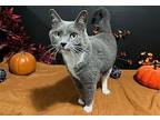 Slippers Domestic Shorthair Adult Male