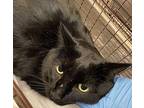 Devon Domestic Shorthair Adult Male