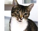 June Bug Domestic Shorthair Young Female