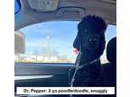 Dr. Pepper Poodle (Standard) Adult Male