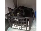 Nebula Domestic Shorthair Adult Female