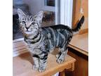 Tiger Lily Domestic Shorthair Kitten Female